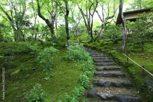 Fresh green in Jojakko-ji Temple in Kyoto, Japan photo