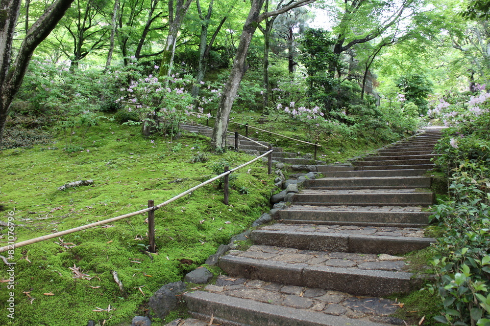 Obraz premium Fresh green in Jojakko-ji Temple in Kyoto, Japan