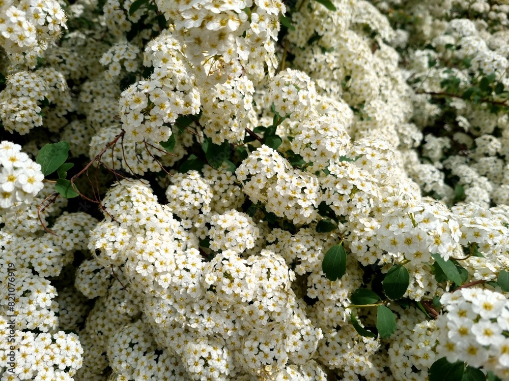 Bush with flowers close-up Bush with flowers close-up