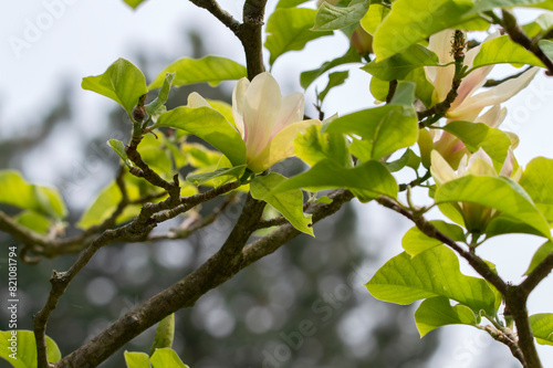 Close Up Flower Magnolia Sunsation At Amsterdam The Netherlands 6-5-2024 photo