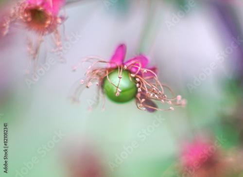 Green unripe cherry berries with withering blossom