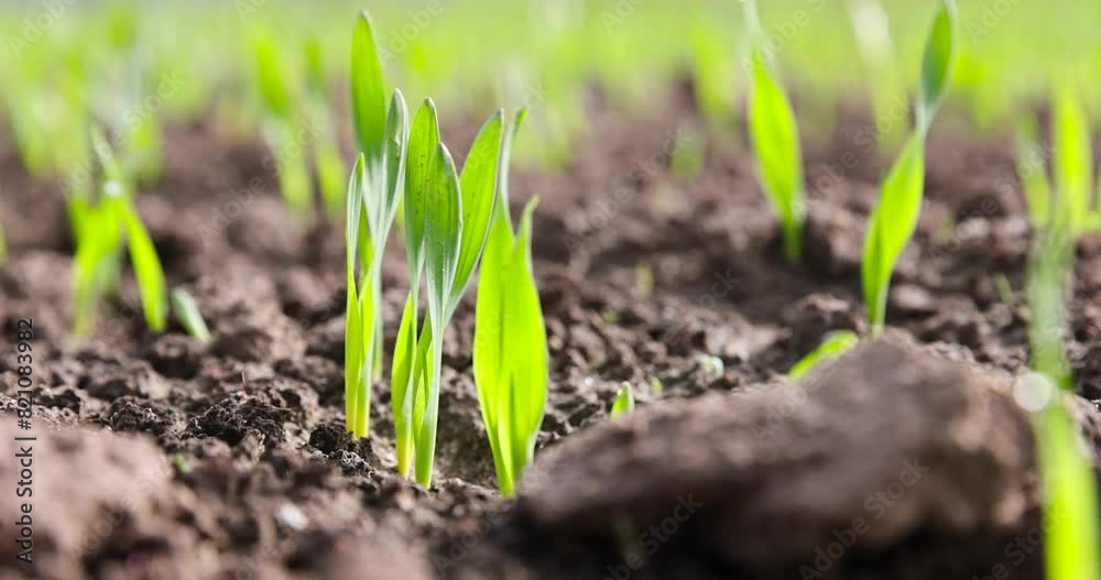 green sprouts of cereal rye in spring, a field with a new crop of rye in Europe green sprouts of cereal rye in spring, a field with a new crop of rye in Europe