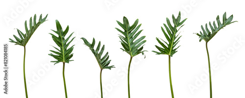 Tropical leaves of Philodendron xanadu png isolated on transparent background, plant leaf  for nature design decoration by thaumatophyllum xanadu leaves and stems