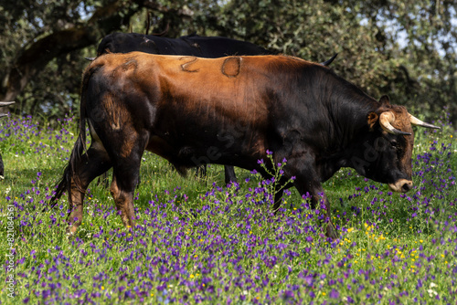 fighting bulls grazing, Aracena Circular Trail - Monte San Miguel - Aracena - PR-A 49, Cortijo Monte San Miguel, El Parralejo livestock farm, Huelva, Andalusia, Spain photo