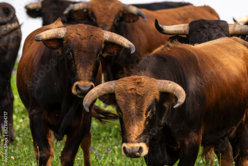 fighting bulls grazing, Aracena Circular Trail - Monte San Miguel - Aracena - PR-A 49, Cortijo Monte San Miguel, El Parralejo livestock farm, Huelva, Andalusia, Spain photo