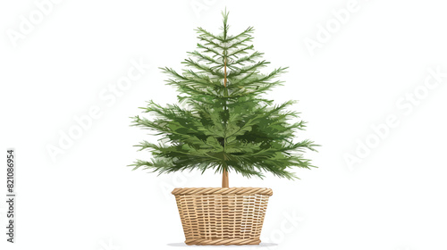 Bare fir tree growing in basket. Live real firtree  photo