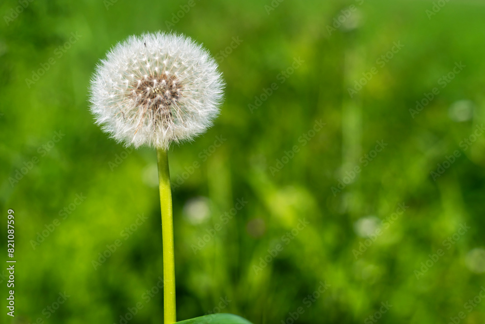 Dandelion. dandelion. According Irish legend, the corolla of the dandelion is the home of fairies. Dandelion. dandelion. According Irish legend, the corolla of the dandelion is the home of fairies.