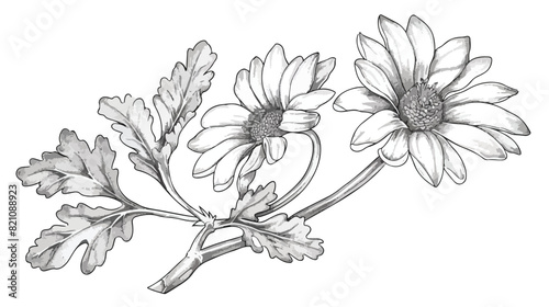 Beautiful decorative Cineraria with white leaves hand drawn