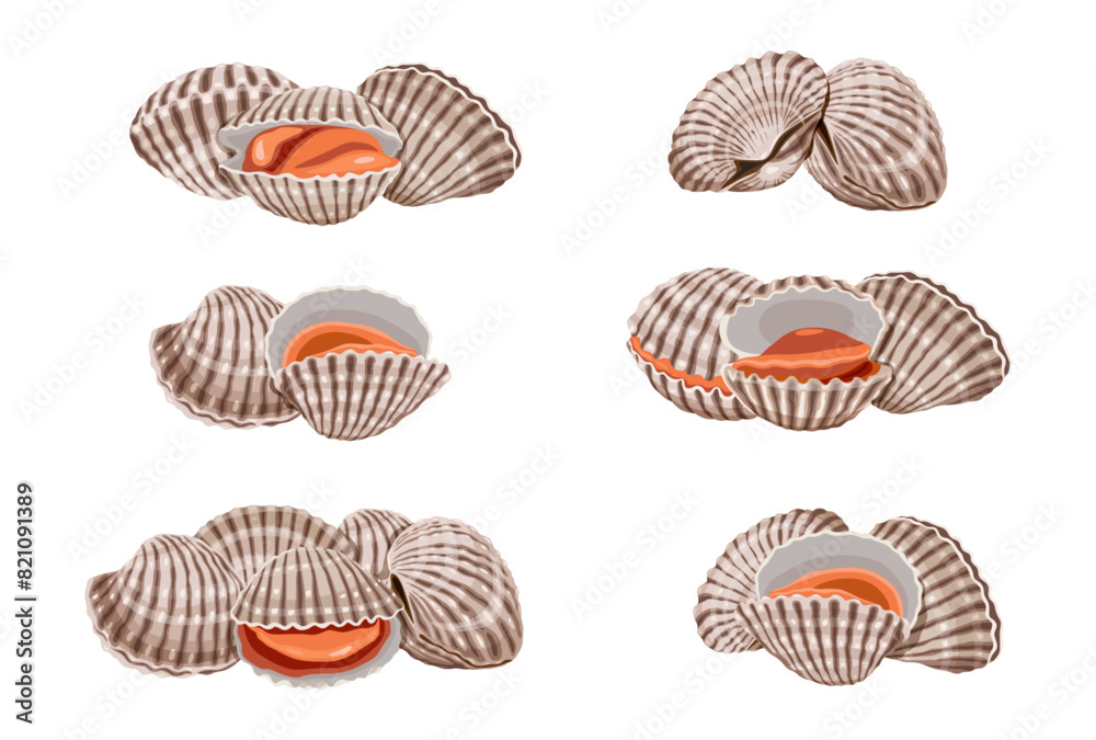 Fresh cockles on a white background.  Vector eps 10. perfect for wallpaper or design elements