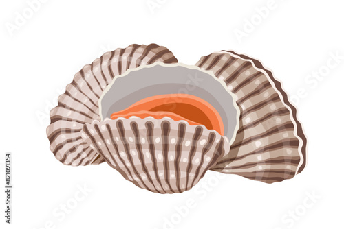 Fresh cockles on a white background.  Vector eps 10. perfect for wallpaper or design elements