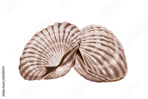 Fresh cockles on a white background.  Vector eps 10. perfect for wallpaper or design elements