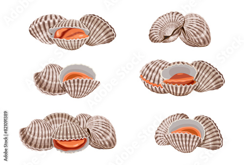 Photos Fresh cockles on a white background