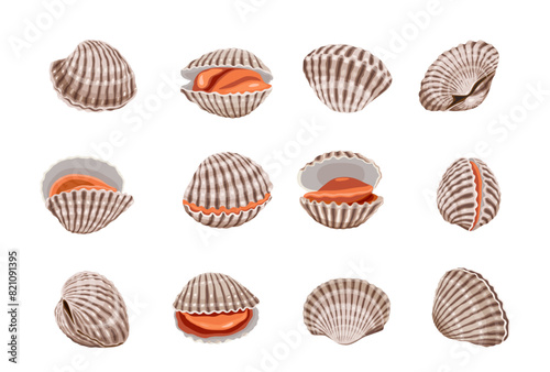 Fresh cockles on a white background.  Vector eps 10. perfect for wallpaper or design elements
