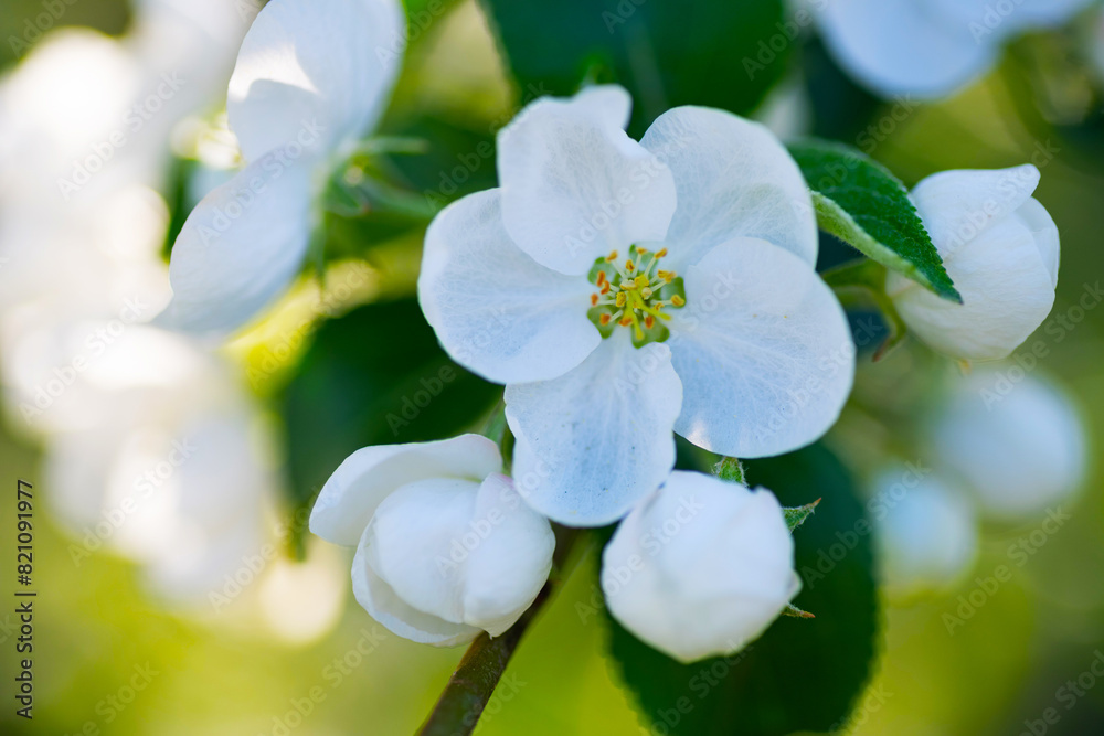 Blooming apple tree in the spring garden. White flowers on a tree close-up Blooming apple tree in the spring garden. White flowers on a tree close-up