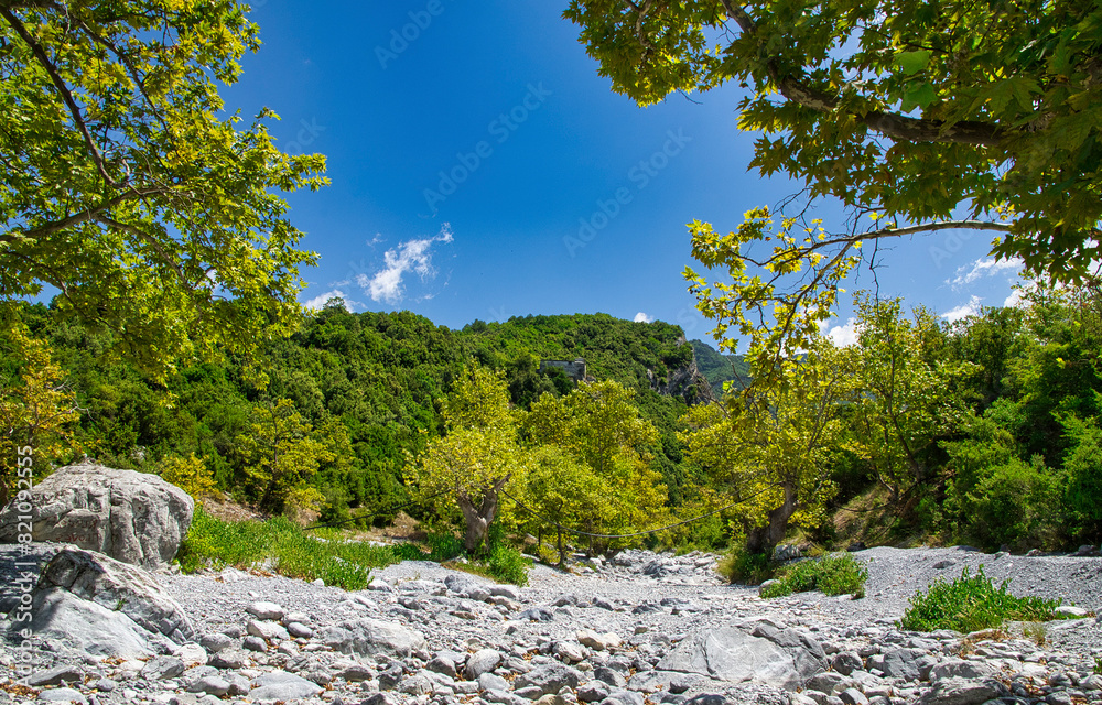 Forest landscape with blue sky and clouds Forest landscape with blue sky and clouds