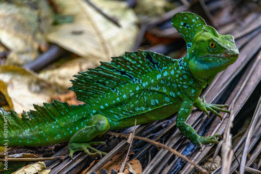 Fototapeta premium Jesus- Eidechse