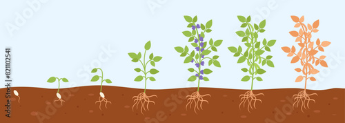 Soybean plant from seed to green bush. Growth step by step process. Growing stages, gardening hobby and raw ingredient, decent vector scene