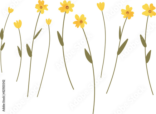 Set of yellow wildflower