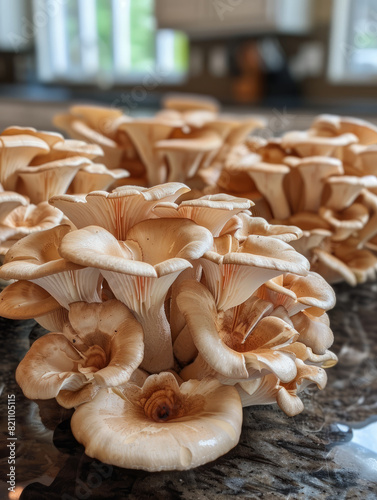 Cluster of fresh oyster mushrooms on a kitchen counter.