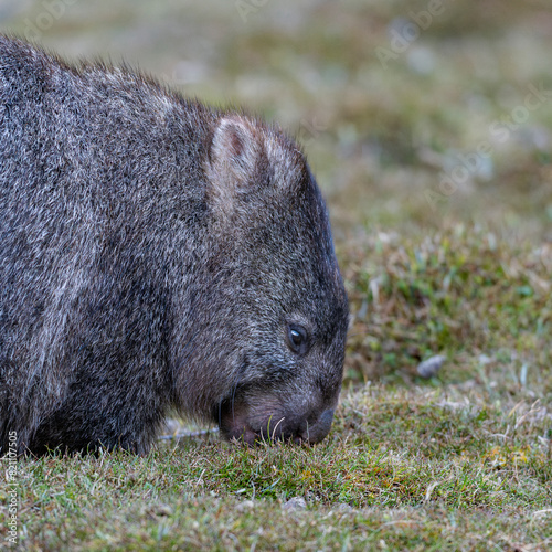 Wombat