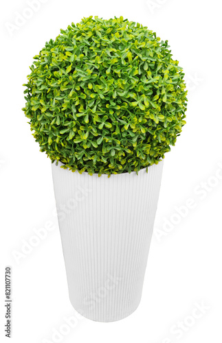 Plante verte taillée, buis, en pot blanc isolé et sur fond transparent pour plans d'aménagement paysager, dessins d'architecture, décoration photo