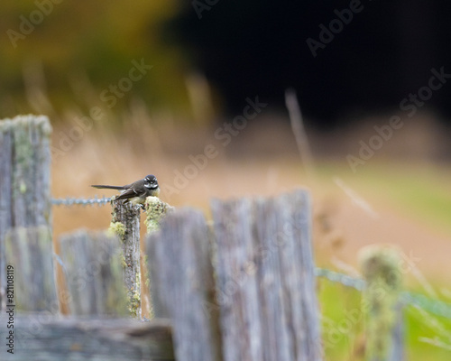 Grey Fantail on barbed wire