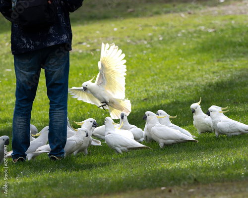 Cockatoos in the park