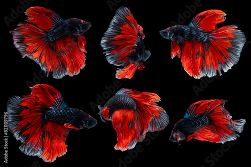 Swimming multi Action of Betta, Siamese fighting fish; Halfmoon black and red betta isolated on black background