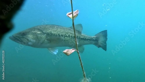 A red-eyed black bass during the spawning season turns in front of the camera, with fry visible at the surface. Slow motion. Check my gallery for similar footages.