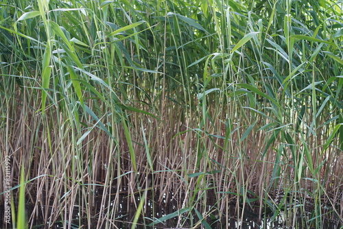 Grünes Schilf am Ufer des Schlachtensees in Berlin