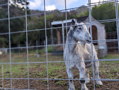 baby goat in a cage photo