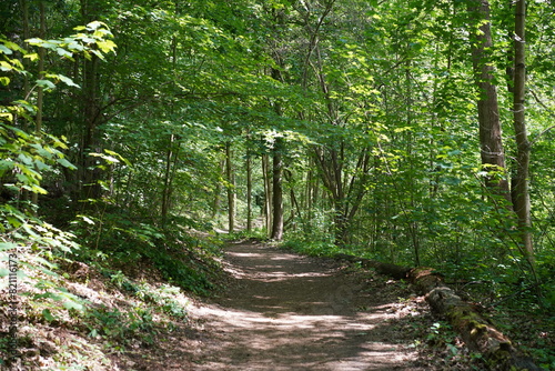 Wanderweg im Berliner Grunewald im Frühling