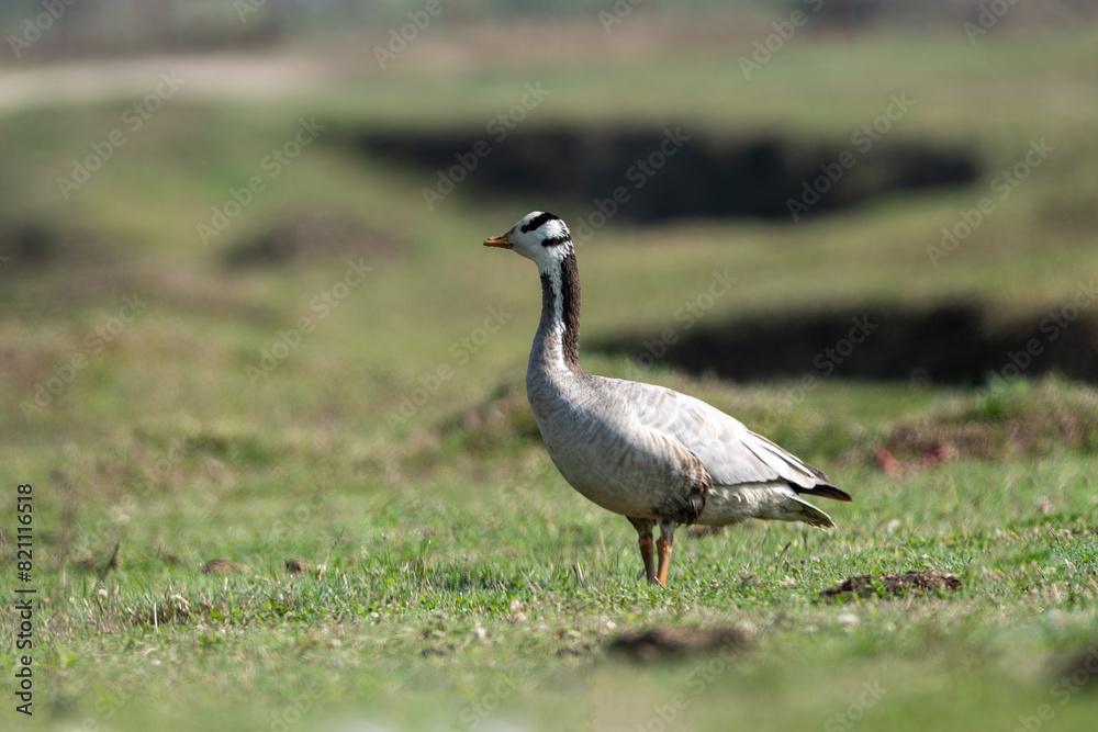 Bar-headed Goose is one of the world's highest-flying birds, known for the extreme altitudes it reaches when migrating across the Himalayas. Bar-headed Goose is one of the world's highest-flying birds, known for the extreme altitudes it reaches when migrating across the Himalayas.