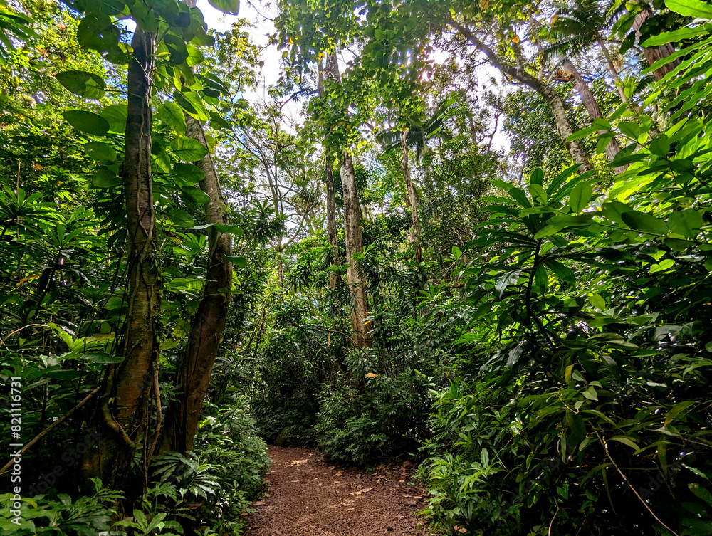 tropical forest in the jungle tropical forest in the jungle