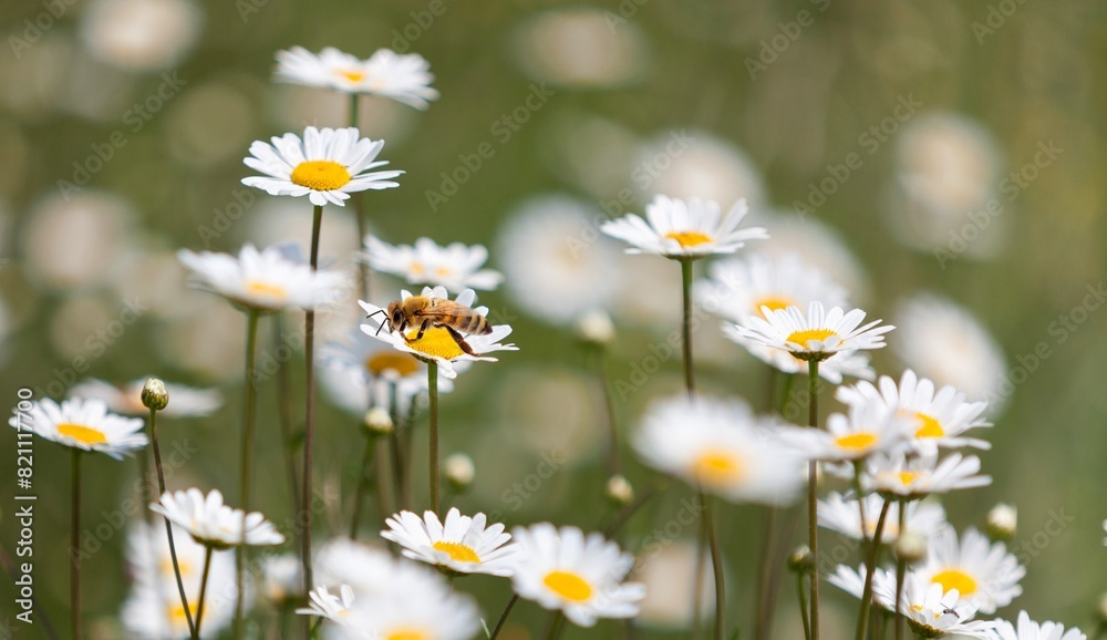 honey bee sitting on a flower chamomile blossom honey bee sitting on a flower chamomile blossom