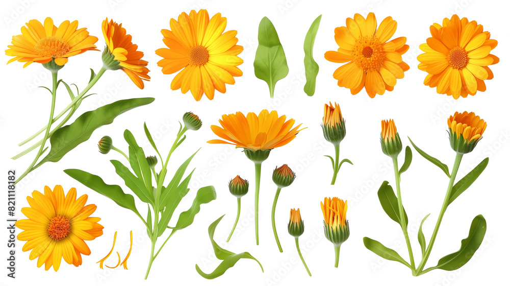 Set of calendula elements, including bright orange or yellow flowers, curly buds, and oblong leaves, popular in natural remedies and skincare,