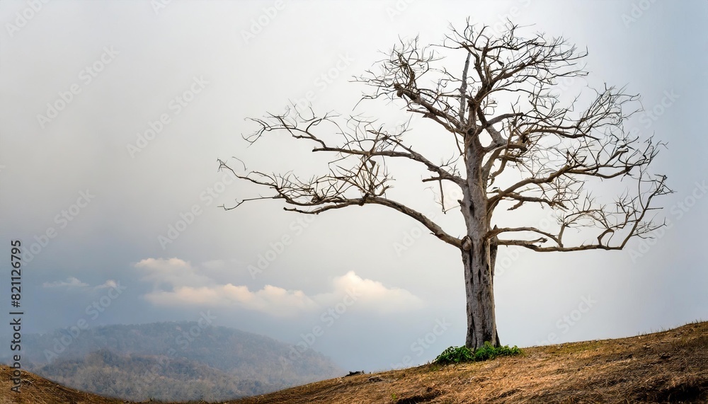 Isolated dead tree on white background Isolated dead tree on white background