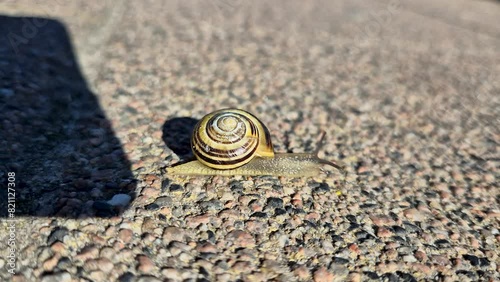 Xerolenta obvia land snail crawling on the sidewalk. photo