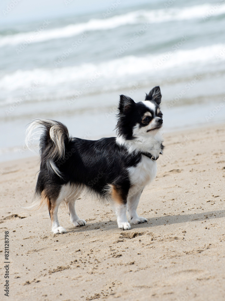 chihuahuas and beach chihuahuas and beach