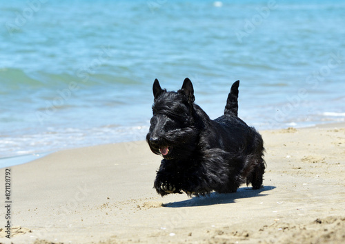 scottish terrier on the beach photo