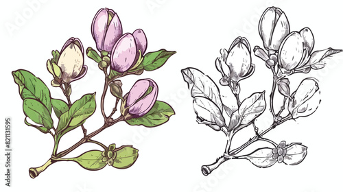 Colored pistachio branch and outlined sketch of pista