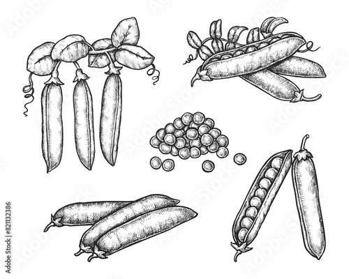 Set of isolated peas pods with grain or seeds. Vector legume plant bean. Vintage hand drawn ingredient for vegan soup or vegetarian diet. Green pea food for culinary or cooking. Harvest, agriculture