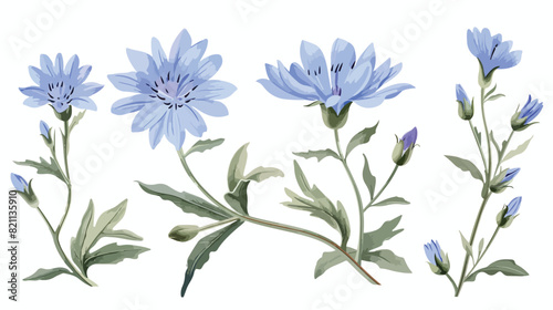 Common chicory flowers and leaves isolated on white 