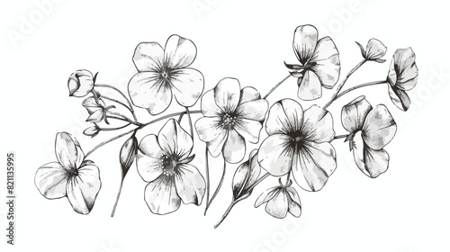 Common wood sorrel outlined botanical sketchy drawing photo