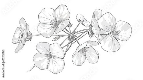 Common wood sorrel outlined botanical sketchy drawing photo