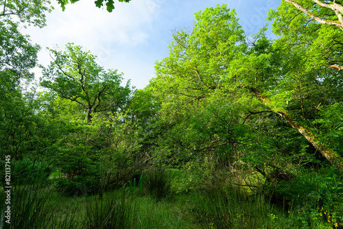 The Ricarde pond in Fontainebleau forest