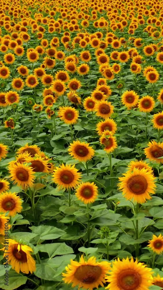 Blooming sunflowers in the vast field. Beautiful flowers shaking in the wind. Yellow sunflowers backdrop. Vertical video Blooming sunflowers in the vast field. Beautiful flowers shaking in the wind. Yellow sunflowers backdrop. Vertical video