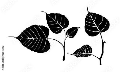 sacred Bodhi leaf branch photo