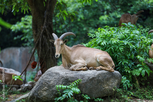 The barbary sheep is mammal and hill animal photo