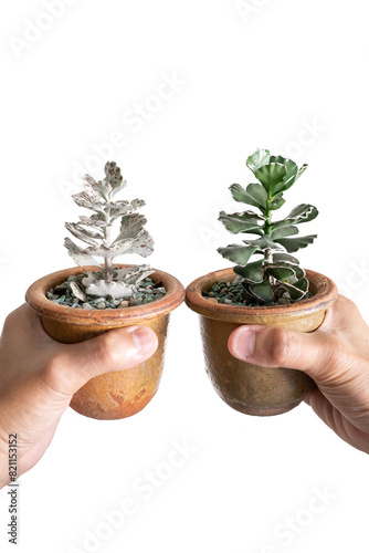 Hand holding pot of Kalanchoe Rhombopilosa with isolated white background. Kalanchoe Succulent. photo